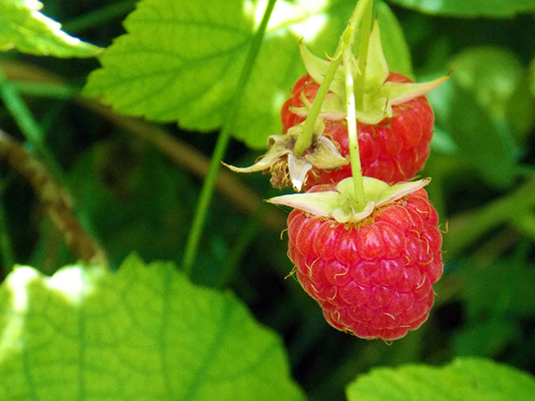 Backyard Raspberries photograph by K. Bradley Washburn