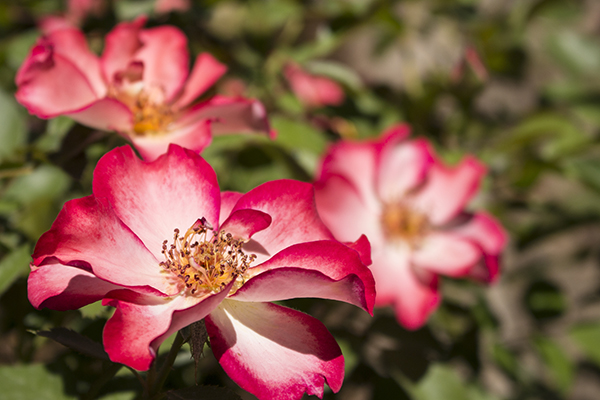Betty Boop Roses photograph by K. Bradley Washburn