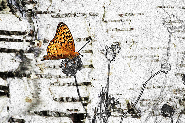 Butterfly digital art by K. Bradley Washburn