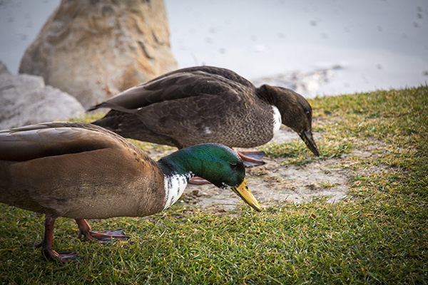Ducks Feeding photograph by K. Bradley Washburn