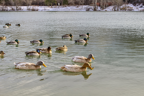 Ducks in Winter photograph by K. Bradley Washburn