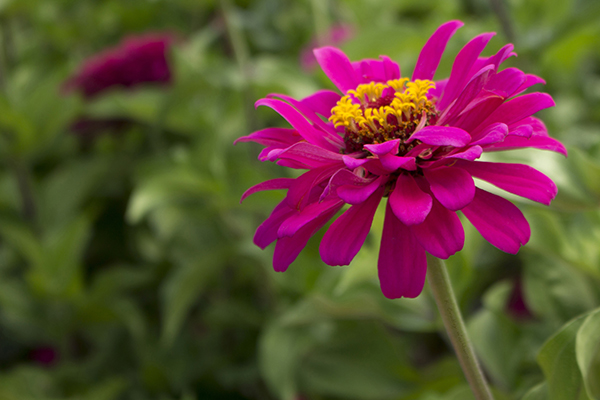 Magenta Zinnia photograph by K. Bradley Washburn