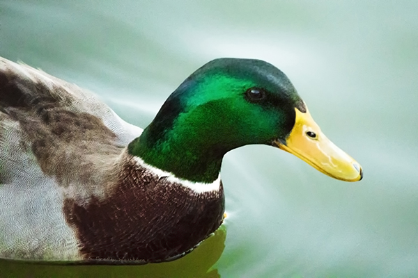 Mallard photograph by K. Bradley Washburn
