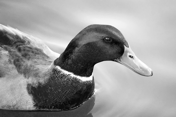 Mallard - Black and white photograph taken by K. Bradley Washburn