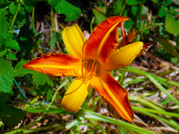 Tiger Lily photograph by K. Bradley Washburn