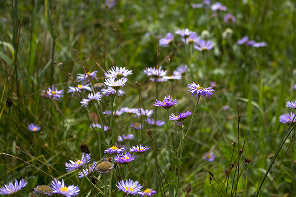 Uinta Wildflowers photograph by K. Bradley Washburn