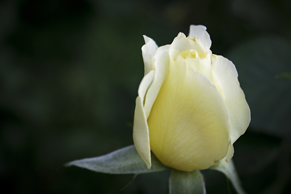 White Licorice Rose photograph by K. Bradley Washburn