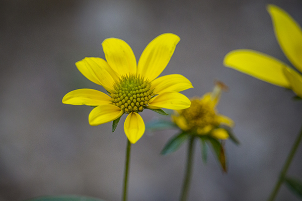 Yellow Wildflowers photograph by K. Bradley Washburn